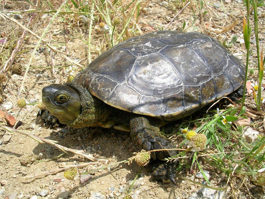 Mauremys leprosa?